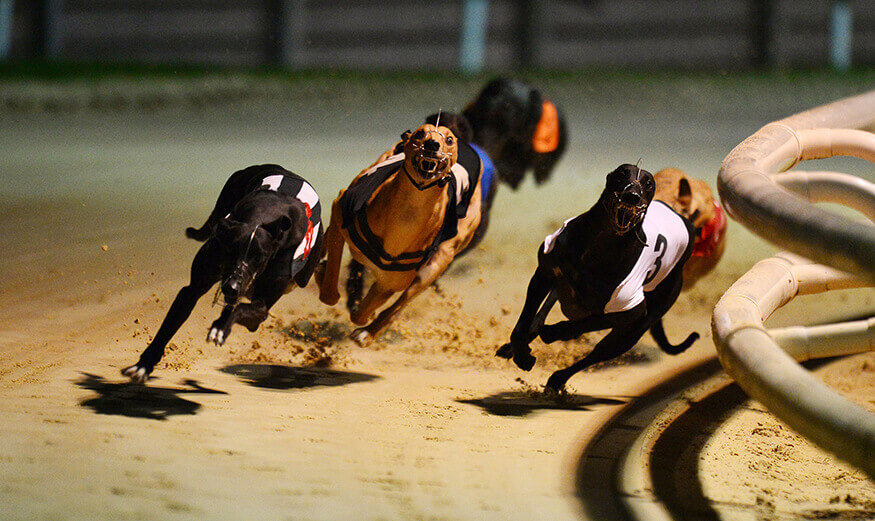 Souhtwood Jet a 2020-as angol Agár Derby favoritja – Kincsem Park