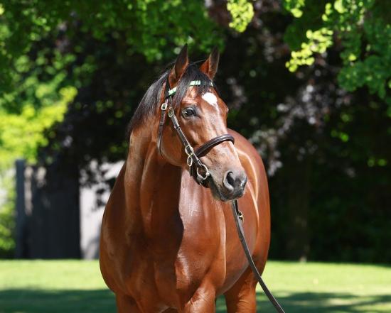 Frankel és Kingman háreme – Kincsem Park