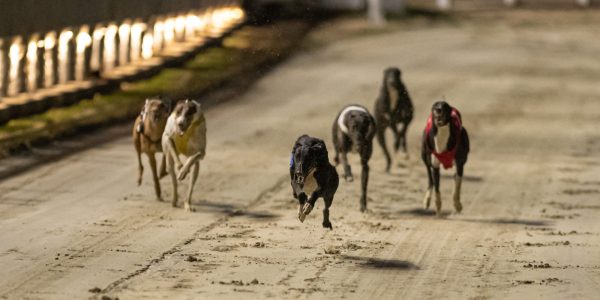 A Gepárd King Kennel kilenc gyönyörű újszülöttel gazdagodott