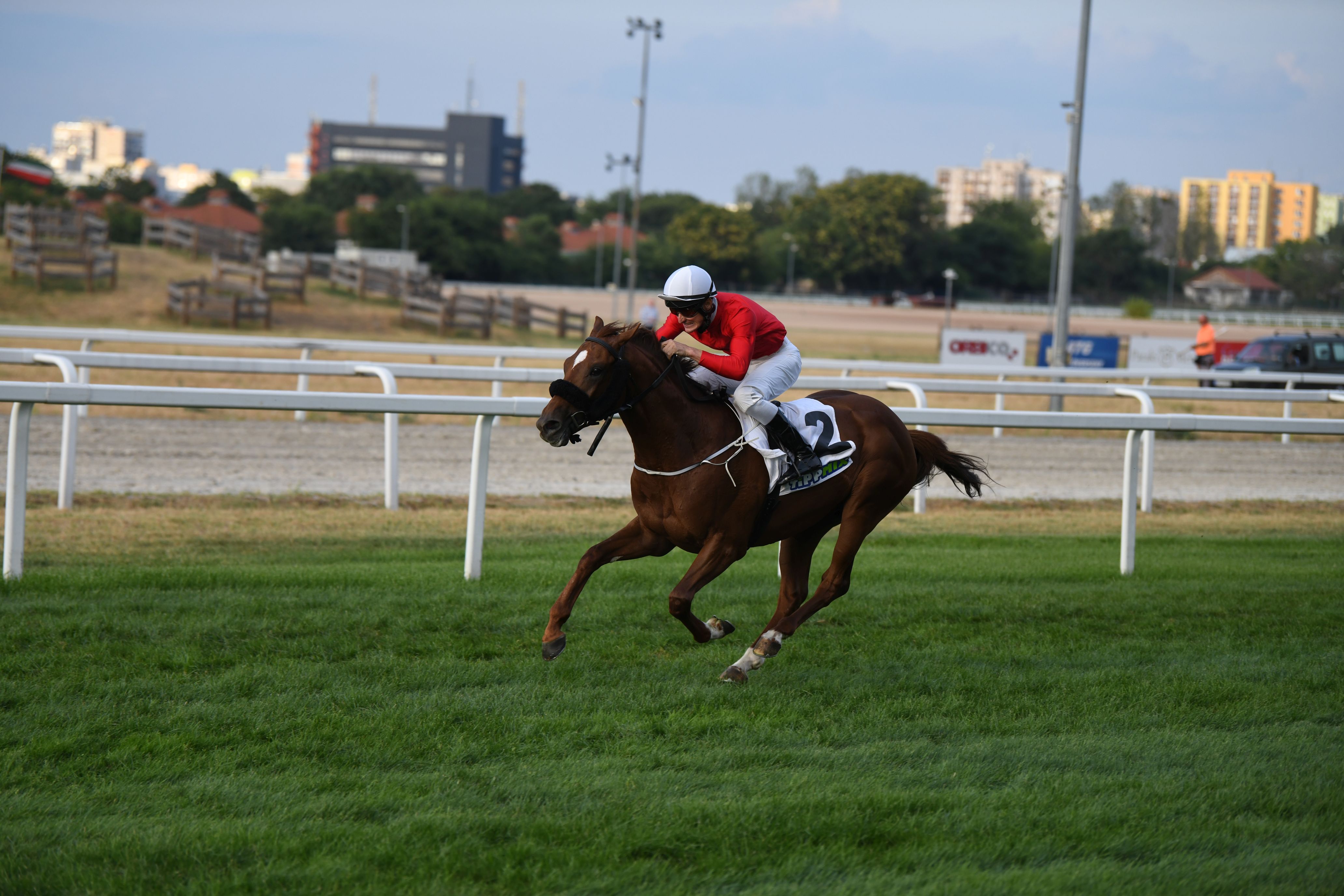 Magyar Tenyésztésű Galopp Versenylovak Championátusa