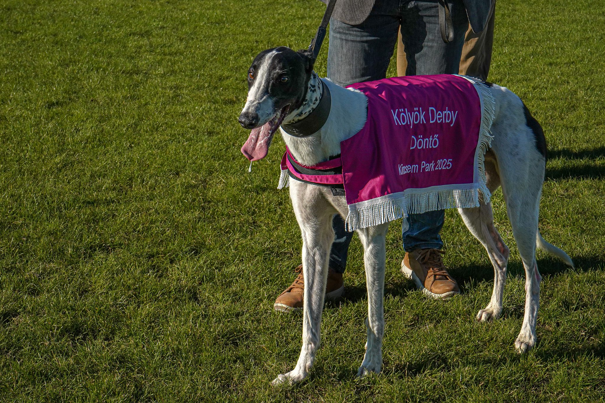 Az Őszi Nagydíj és a Kölyök Derby Döntő eredményei