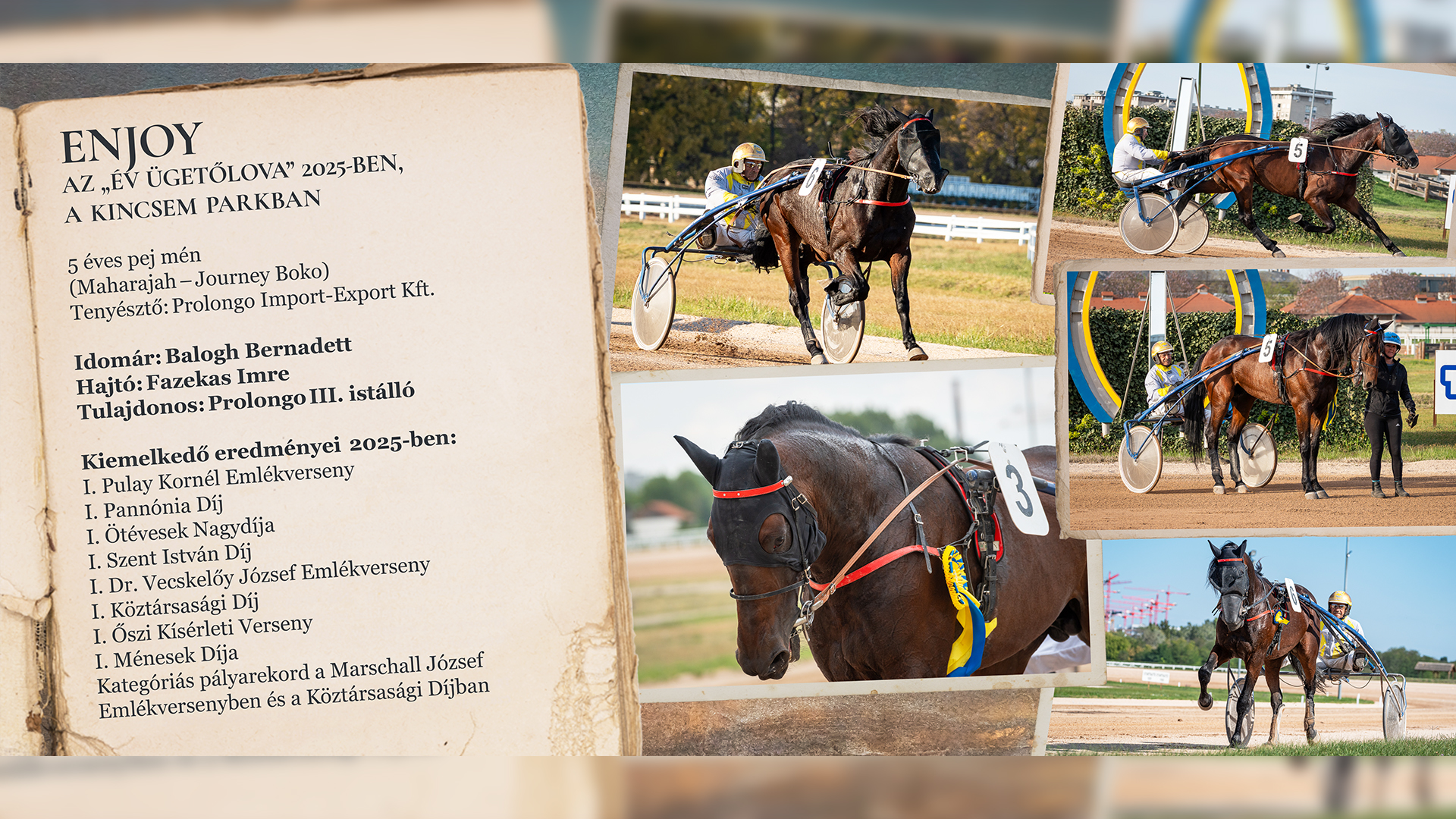 2025-ben az Év Ügetőlova címet Enjoy nyerte el