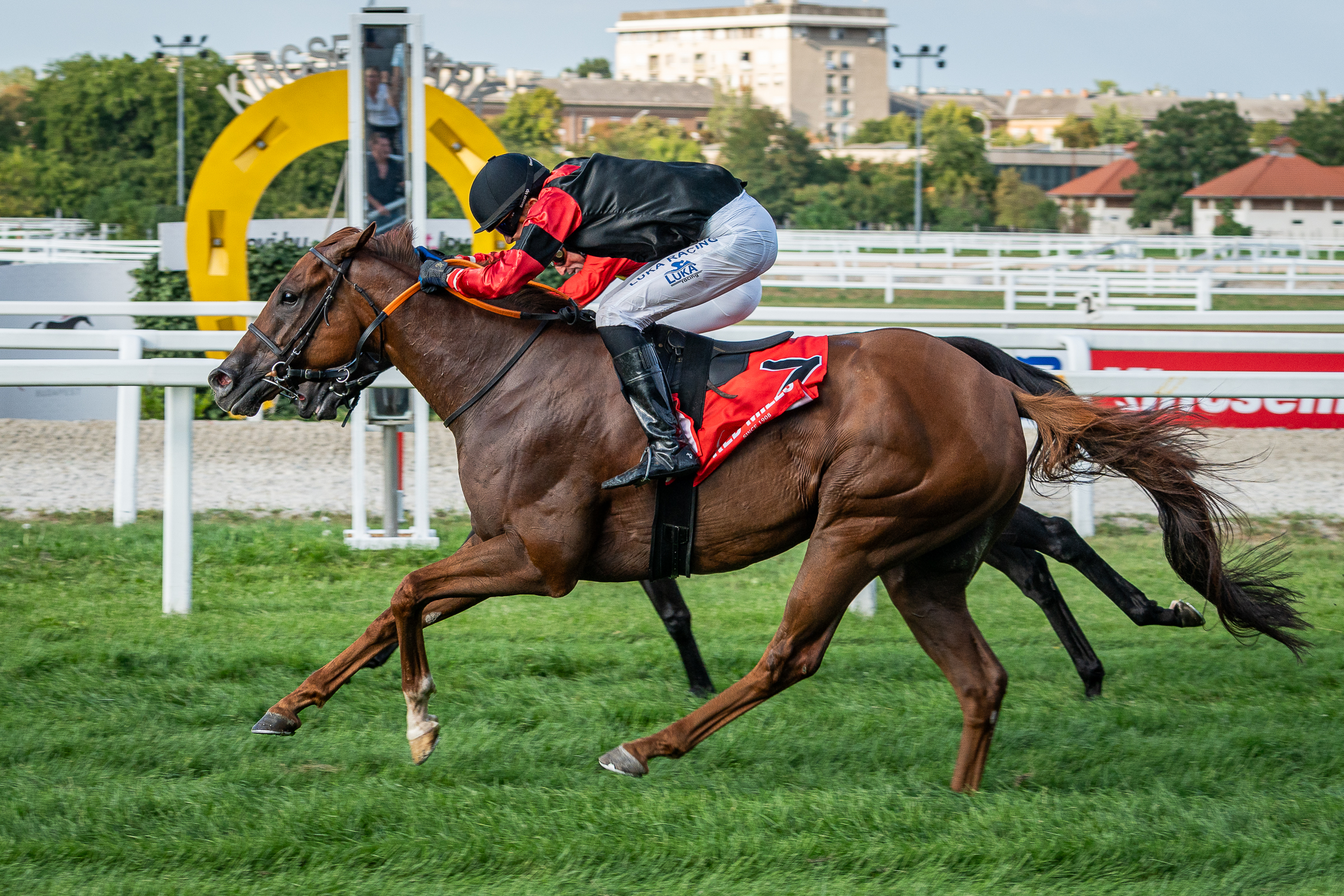 Az Imperiál Díj-nyerő Star Rock a mai Kincsem+ futamban!
