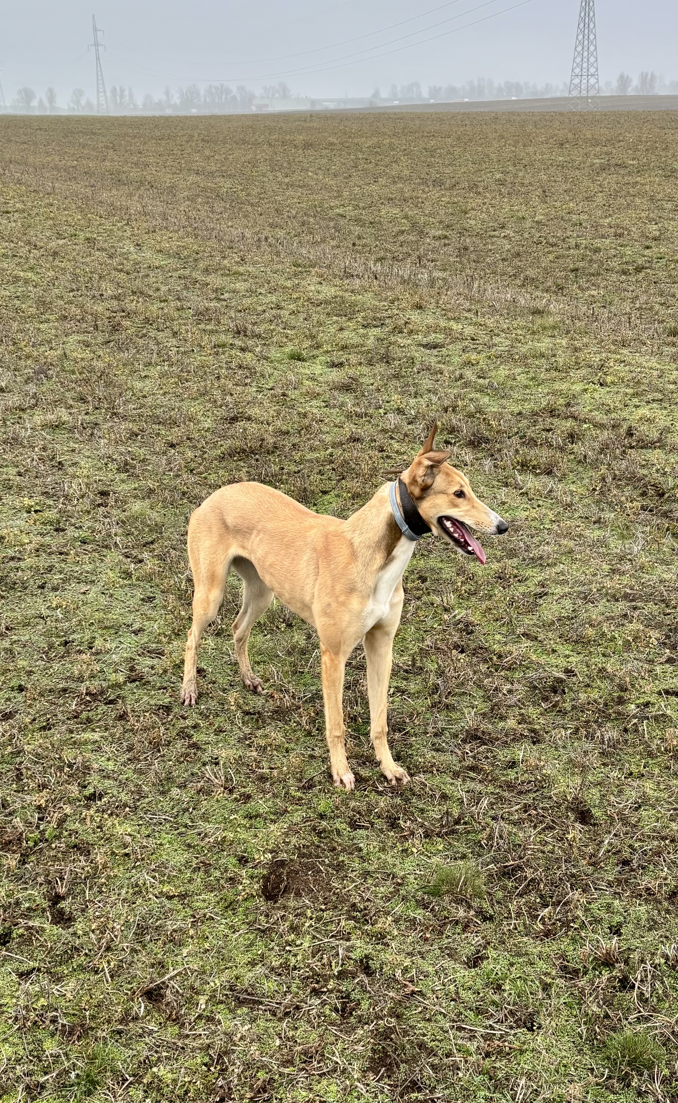 Bountylaw D'Money Maker