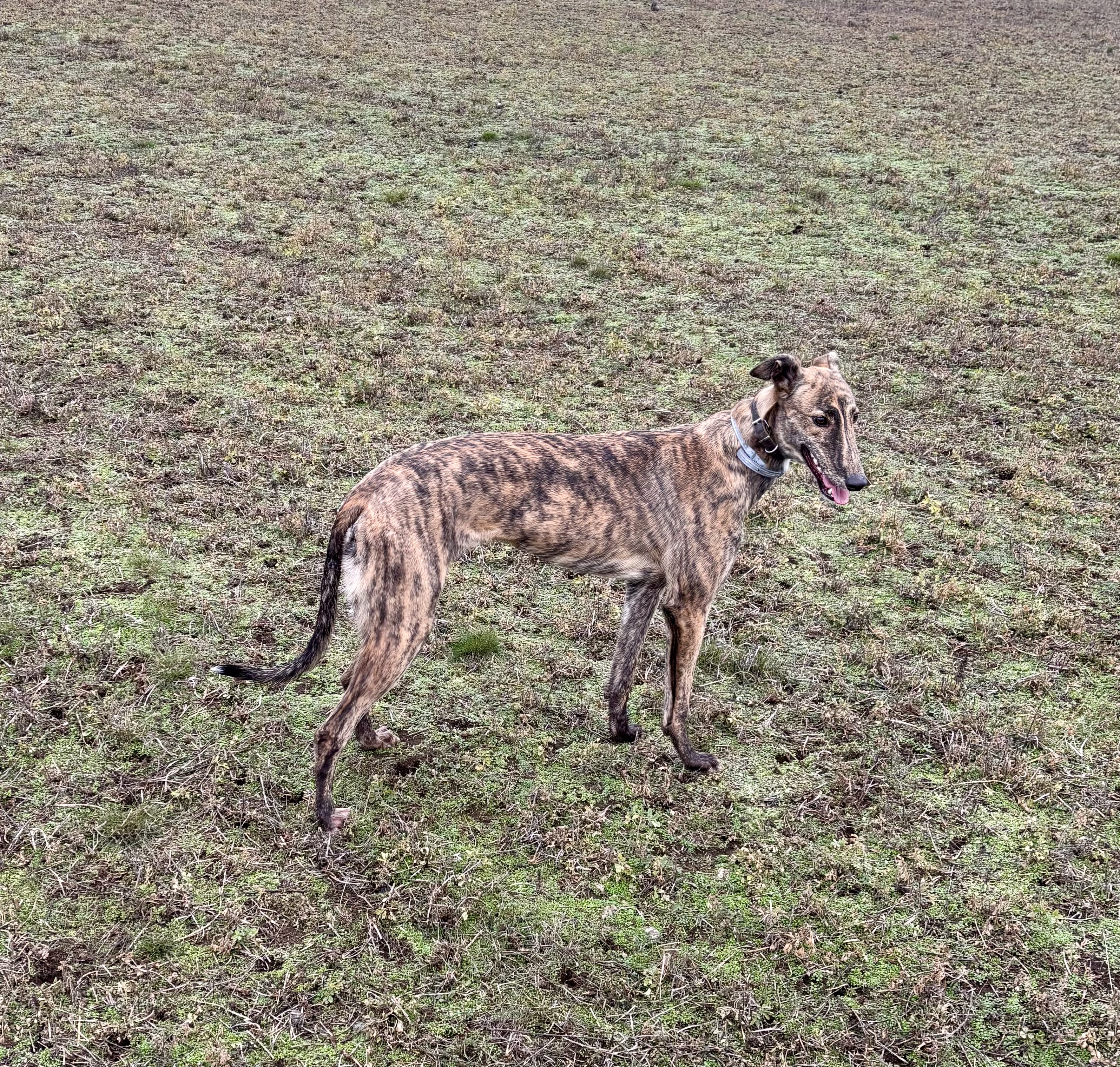 Bountylaw Dynomutt Dog Wonder