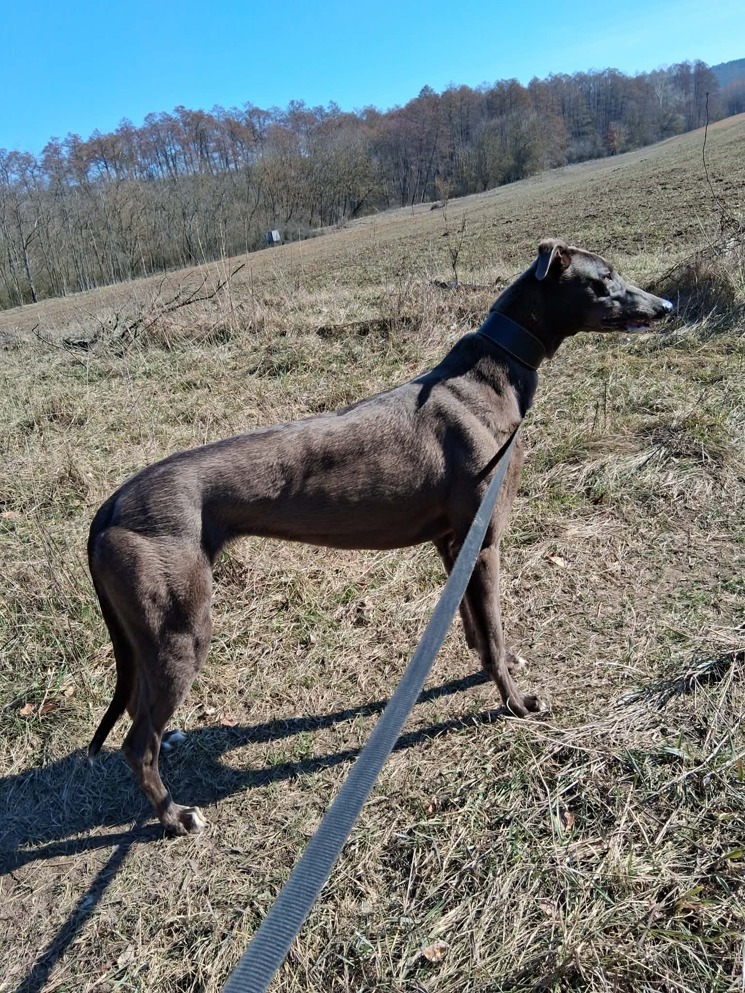 Újoncok az agárpályán 2026-ban I. rész