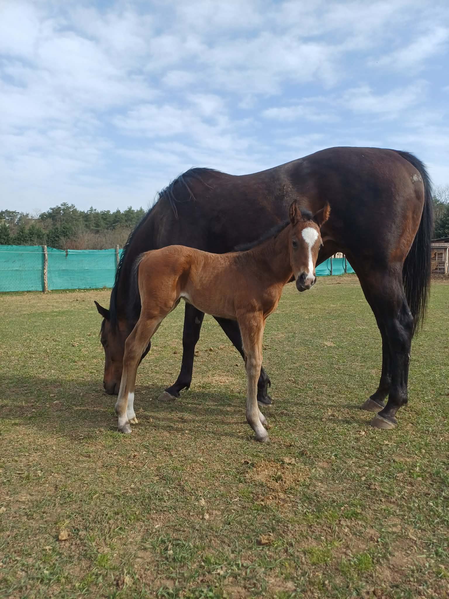 1. kép: Akaba (GER) - Simply The Best csikó. Fotó: Kovács-Bakos Szilvia
