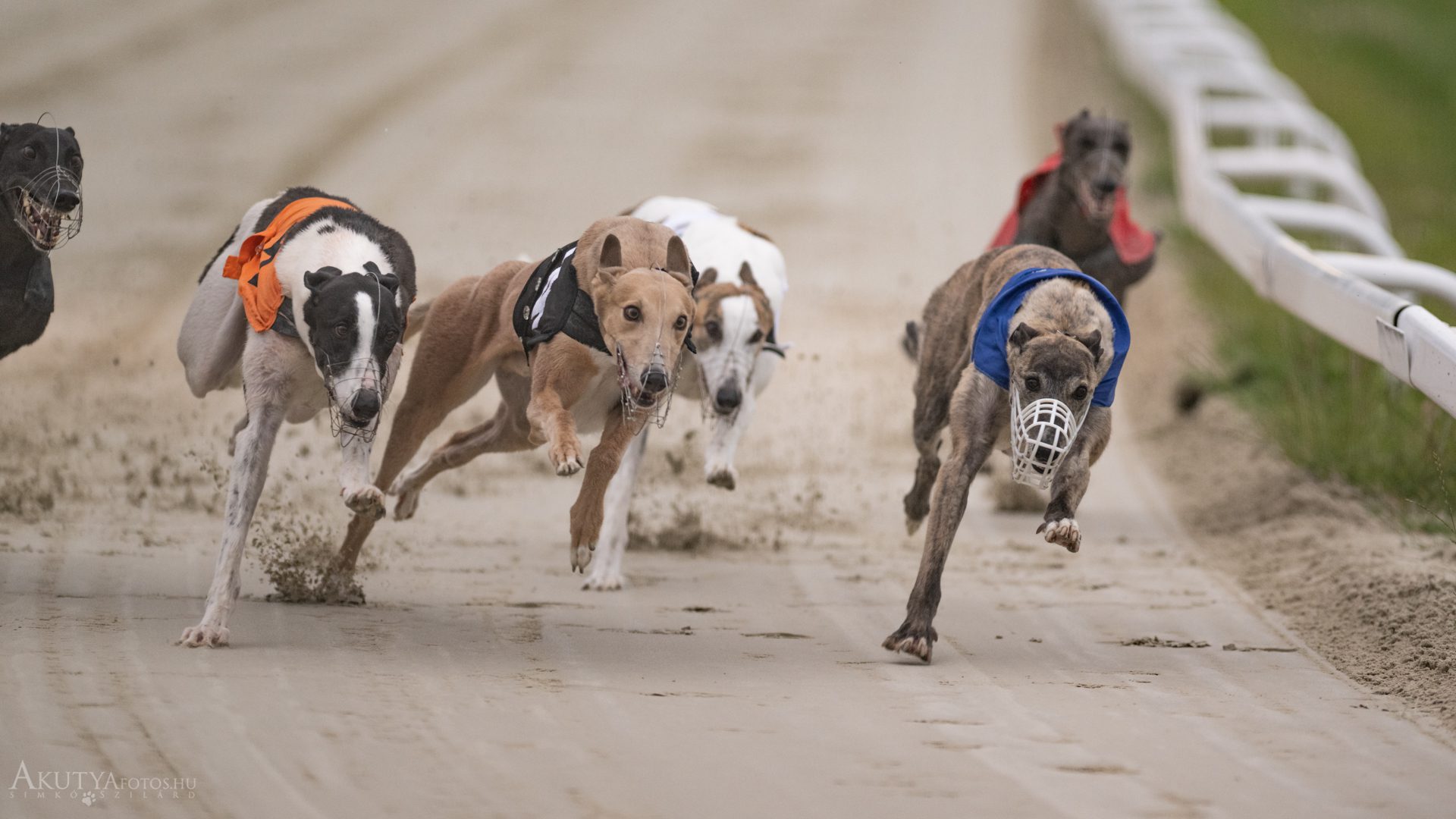 Indul az agárszezon!