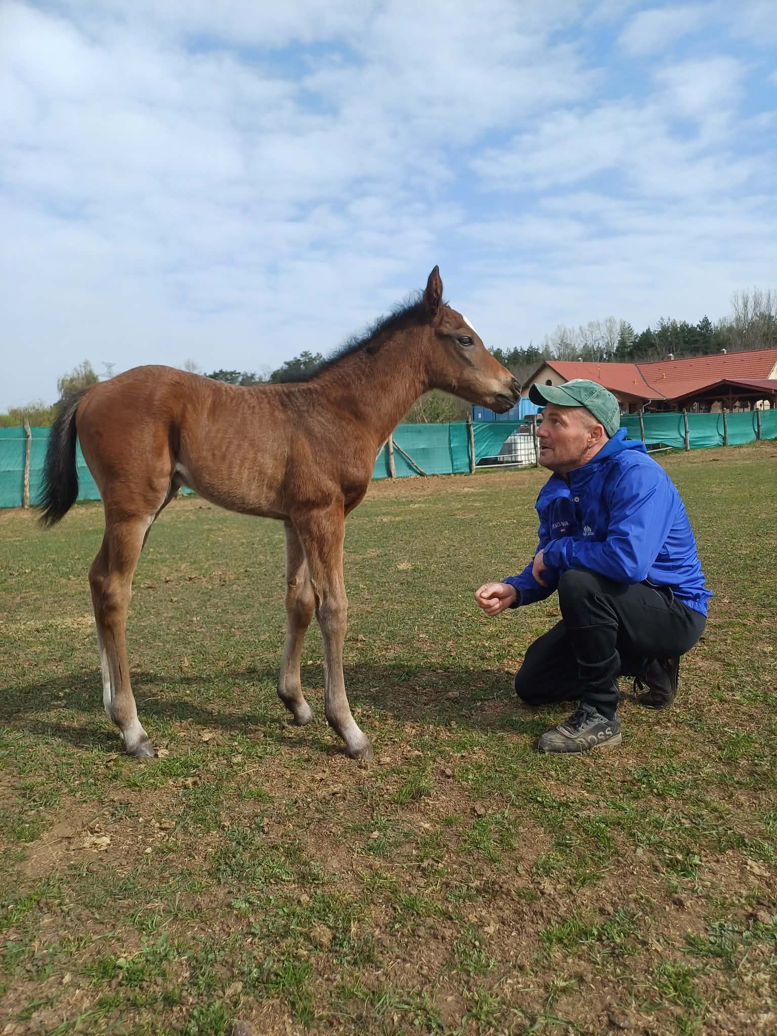2. kép: Akaba (GER) – Simply The Best csikó és Kovács Sándor. Fotó: Kovács-Bakos Szilvia