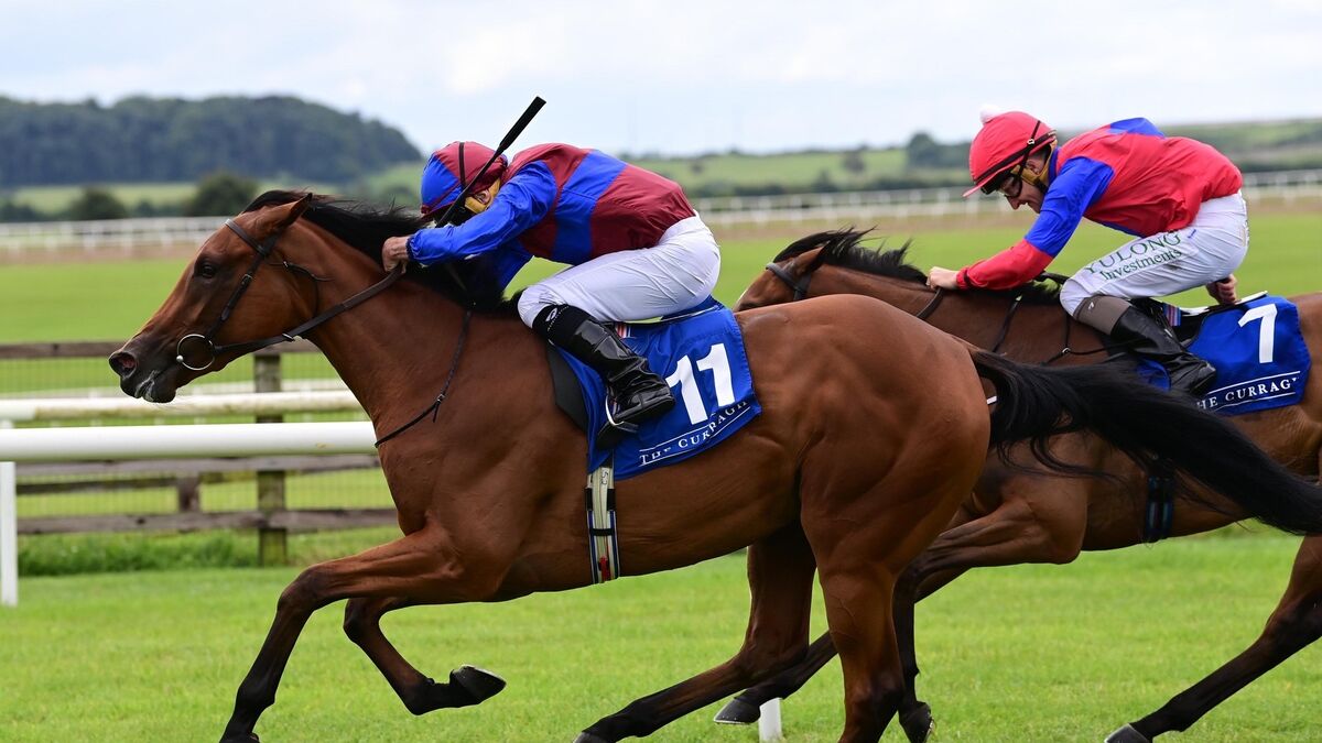 4. kép: Sugar Island (IRE). Forrás: Healy Racing
