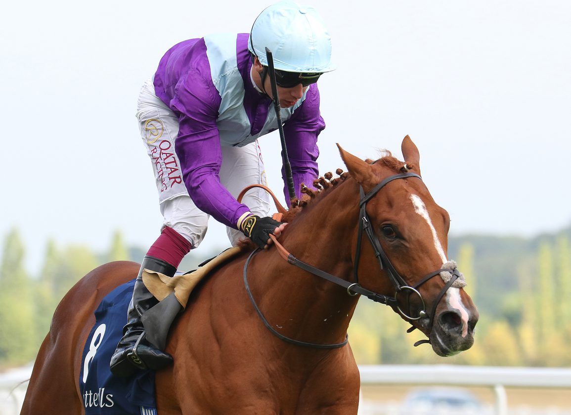 1. kép: Venetian Prince (GB). Forrás: Racingfotos.com