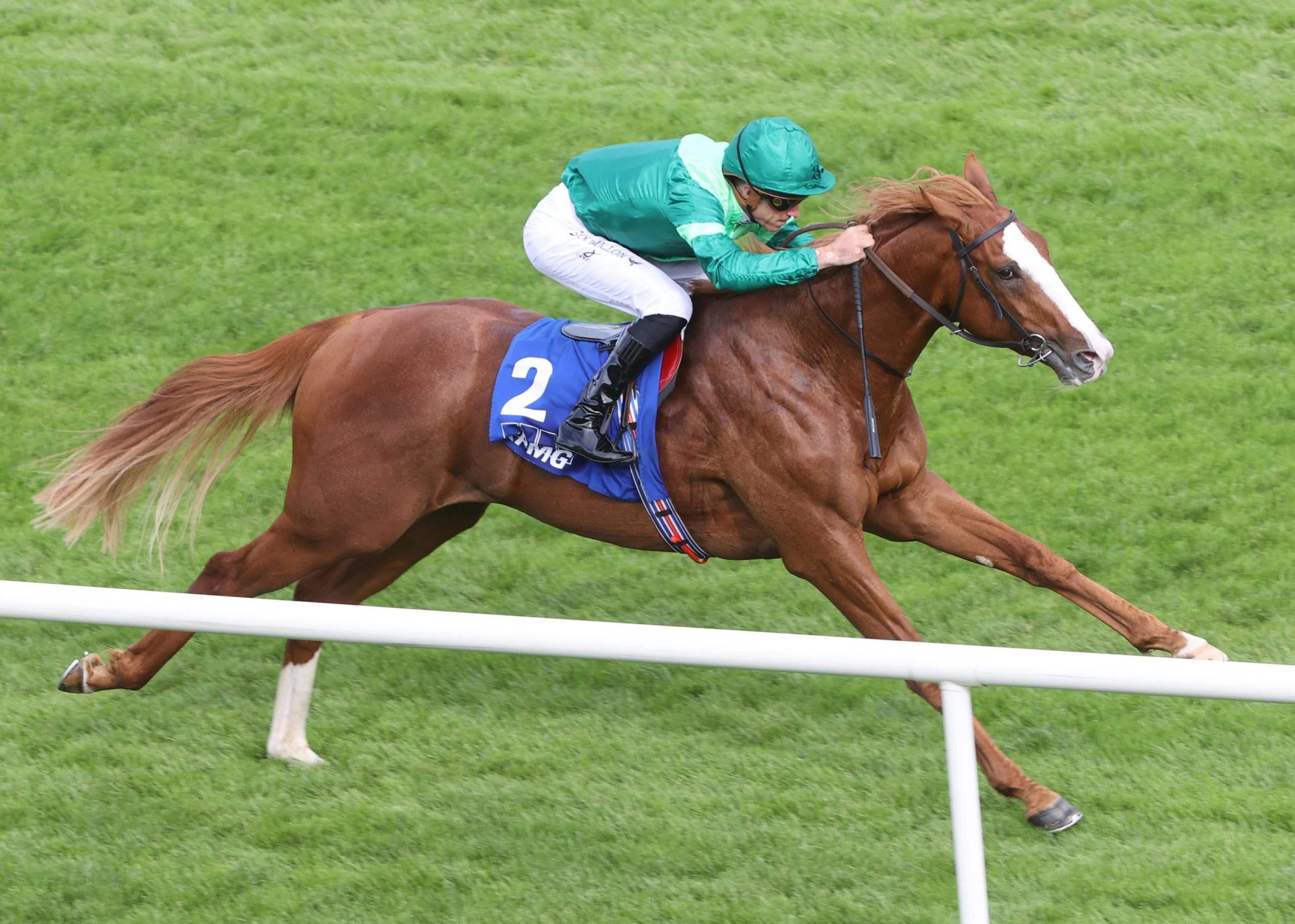 1. kép: Benvenuto Cellini (IRE). Forrás: stallions.juddmonte.com