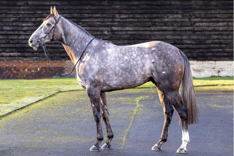2. kép: Alma De Fuego (IRE). Forrás: Tattersalls.com