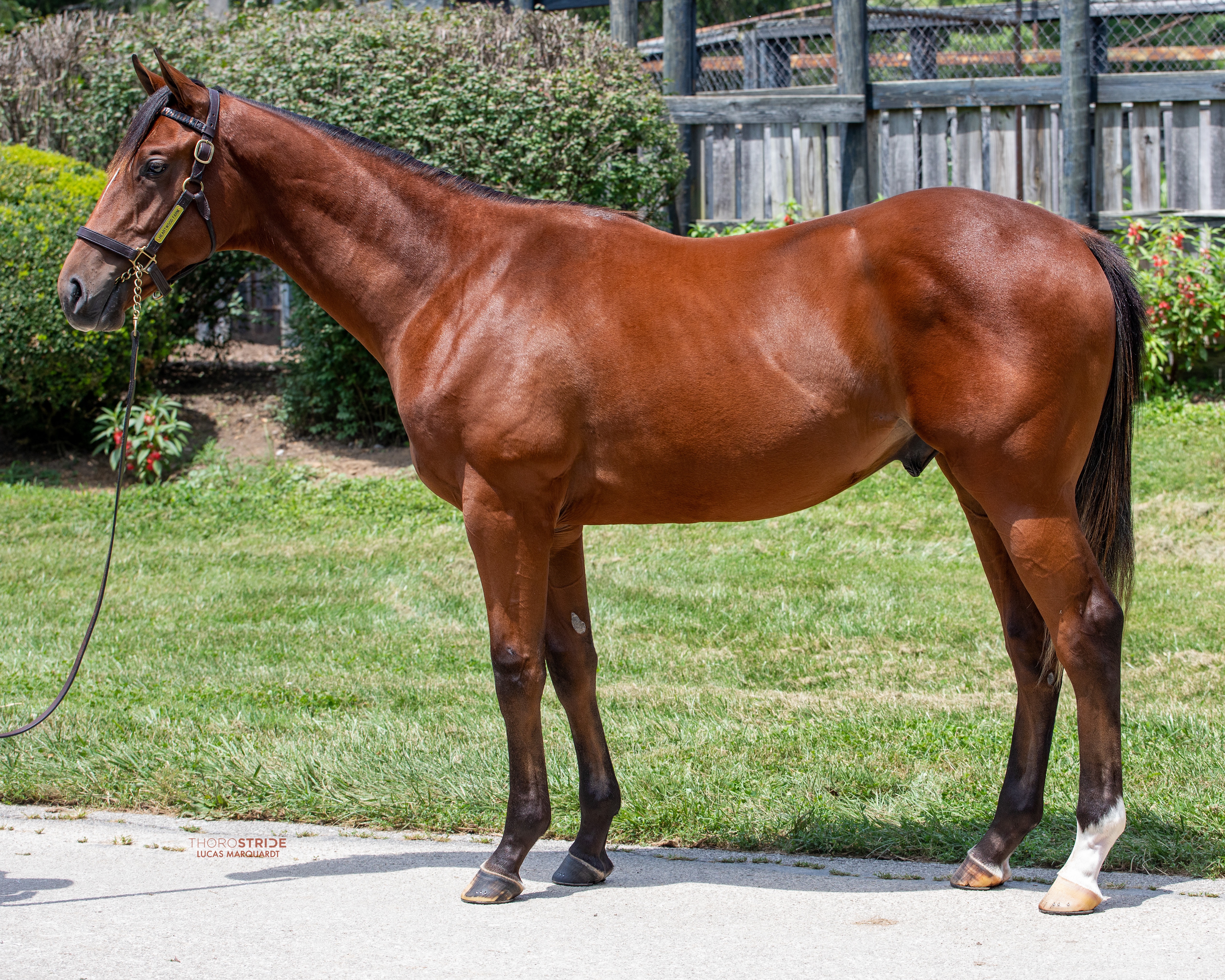 2. kép: HIP136 - Into Mischief (USA) - All American Dream (USA), a legdrágább yearling. Forrás: fasigtipton.com