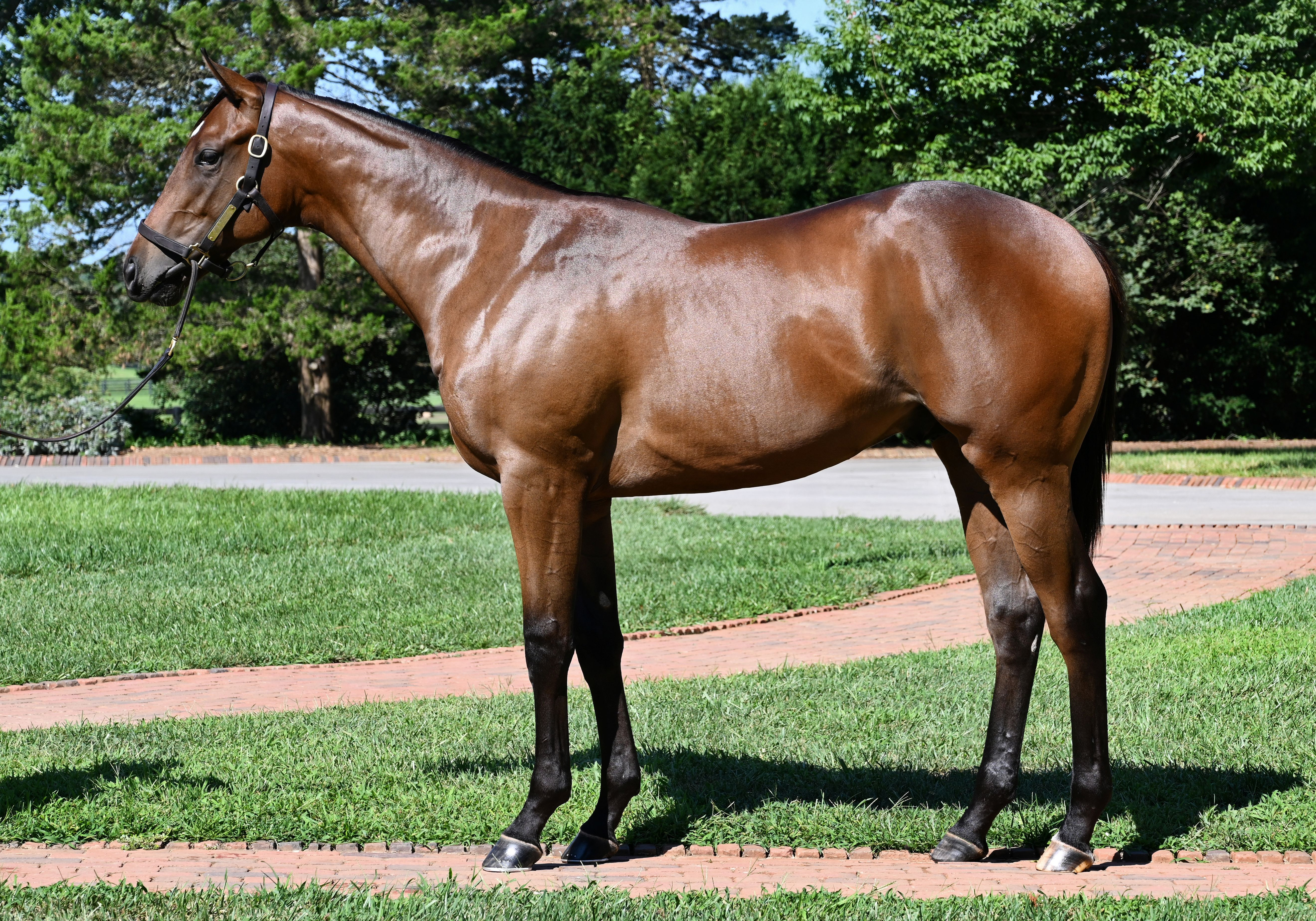 3. kép: HIP200 - Gun Runner (USA) - Four Graces (USA). Forrás: fasigtipton.com
