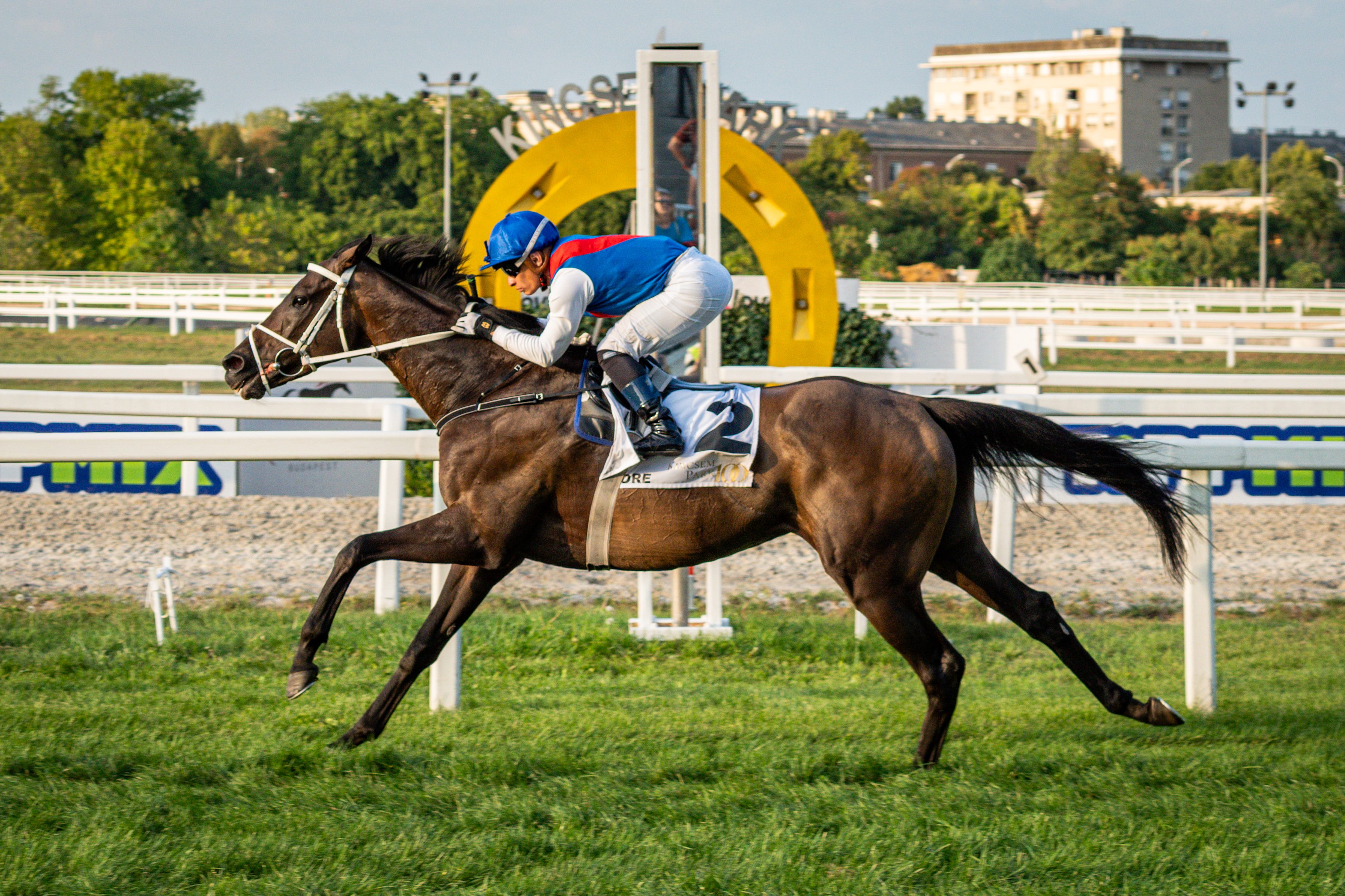 8. kép: Claymore (FR). Forrás: Kincsem Park archívum.