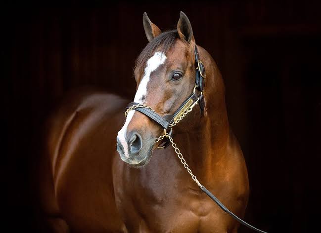 1. kép: Into Mischief (USA). Forrás:thoroughbreddailynews.com/ Sarah Andrew