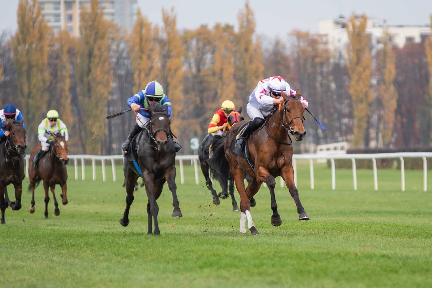 7. kép: Viola Christine (IRE). Forrás: facebook.com/szarlatandnowakhorseracing