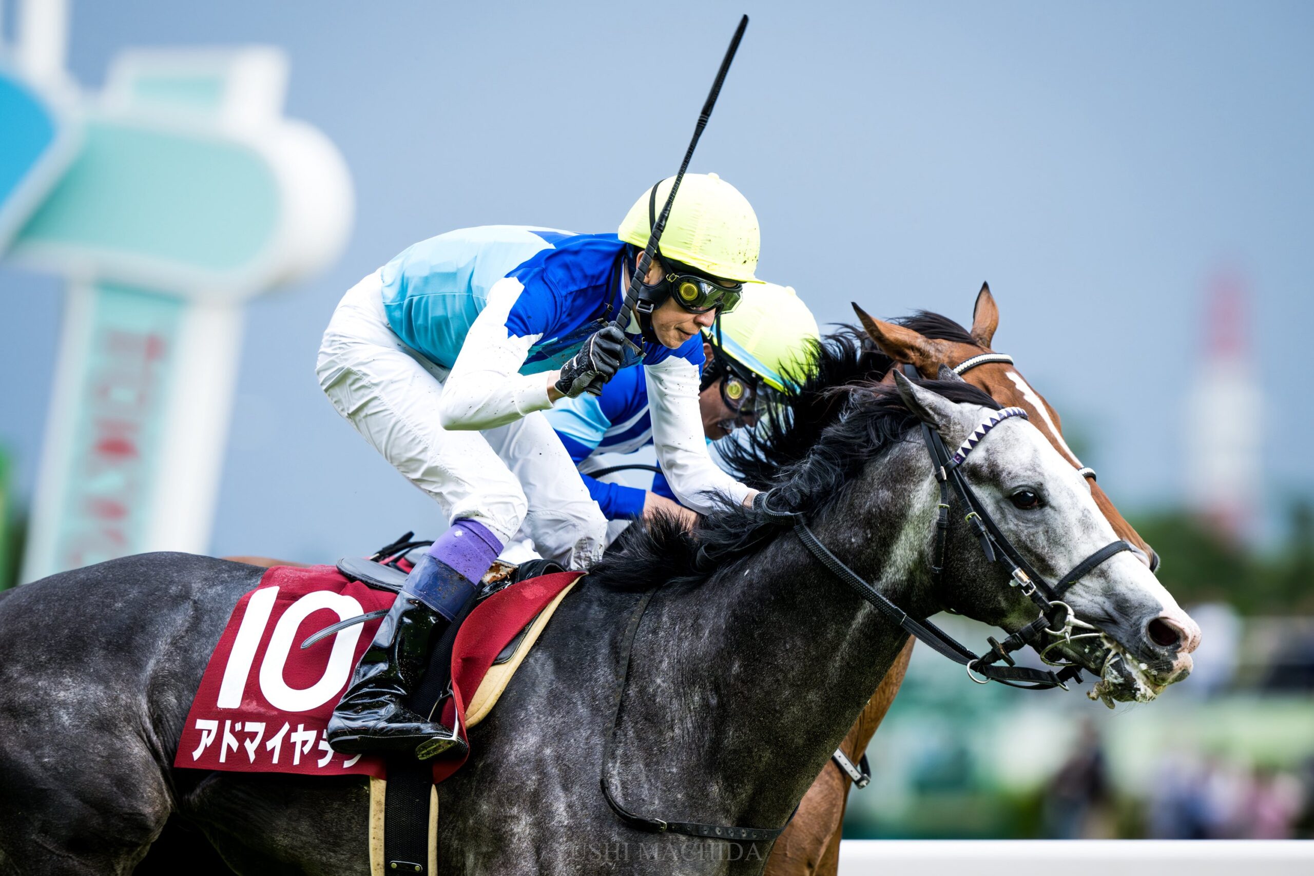 4. kép: Admire Terra (JPN). Forrás: justhorseracing.com.au