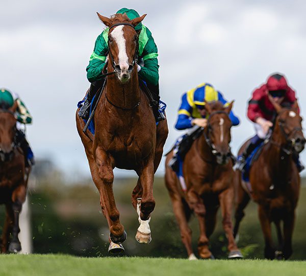 4. kép: Benvenuto Cellini (IRE). Forrás: breederscup.com.