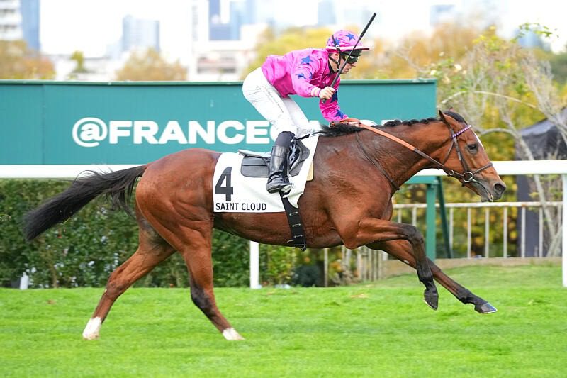 2. kép: Arrow Eagle (FR). Forrás: france-sire.com.